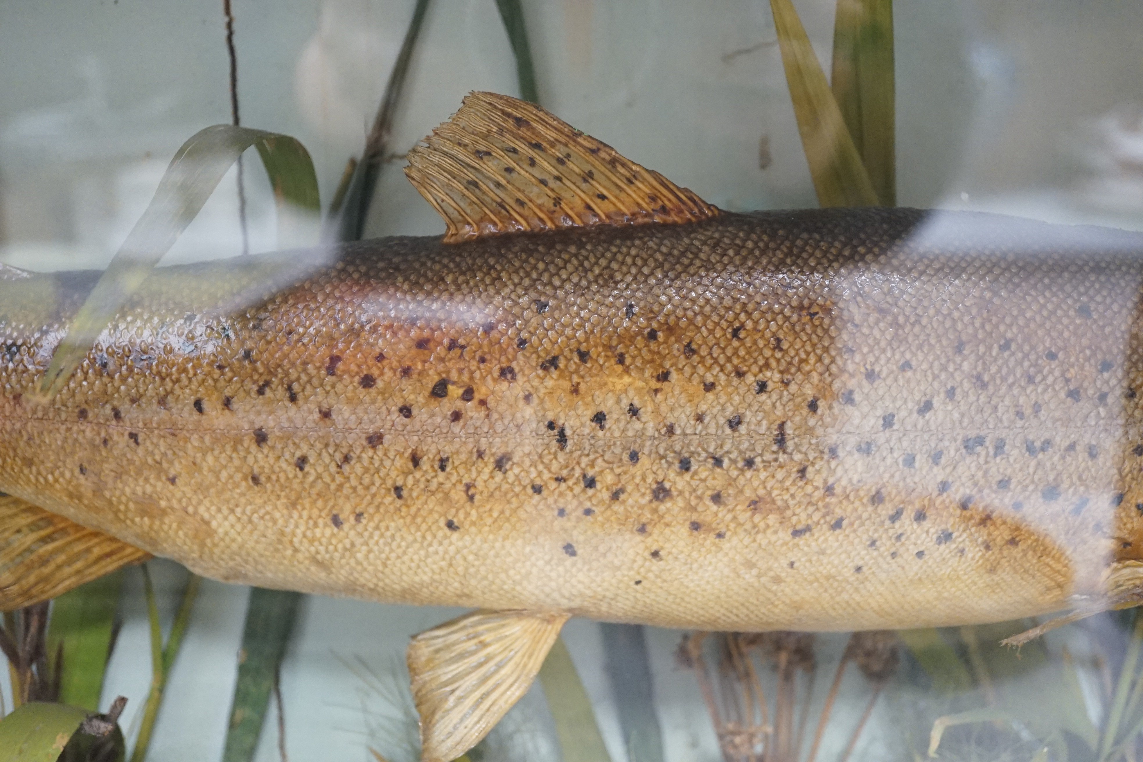 Taxidermy - a 3.5lb Trout caught in the Bure near Horning 1885, cased